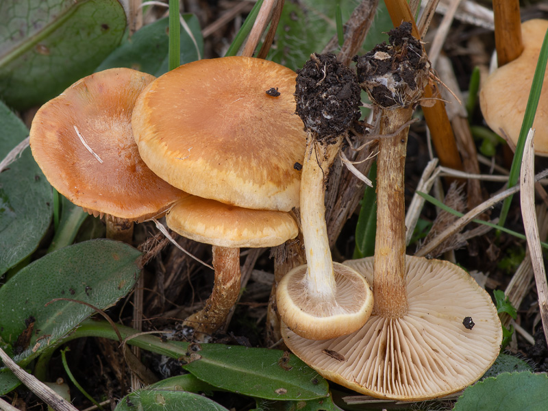 Pholiota conissans 